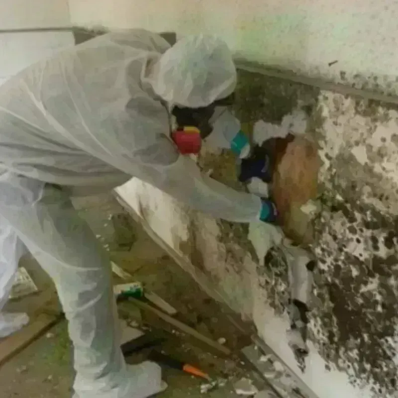 Mold Remediation and Removal in Raceland, KY